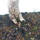 Venkovní bonsai - Lípa srdčitá - 2/2