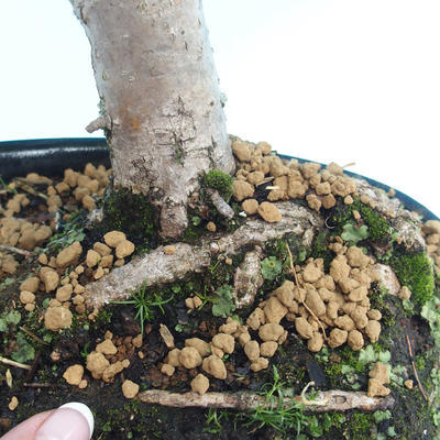 Venkovní bonsai - Lípa srdčitá - 2