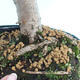 Venkovní bonsai - Lípa srdčitá - 2/2