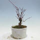 Venkovní bonsai - Javor palmatum DESHOJO - Javor dlanitolistý - 2/5