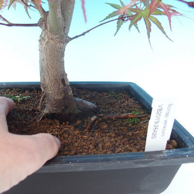 Venkovní bonsai - Acer palm. Atropurpureum-Javor dlanitolistý červený - 2