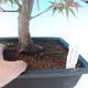 Venkovní bonsai - Acer palm. Atropurpureum-Javor dlanitolistý červený - 2/3