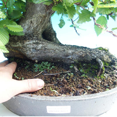 Venkovní bonsai - Habr obecný - 2