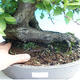Venkovní bonsai - Habr obecný - 2/3