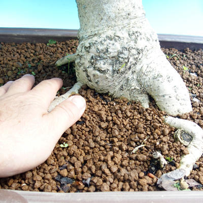 Venkovní bonsai - Fraxinus - Jasan Horský - 2