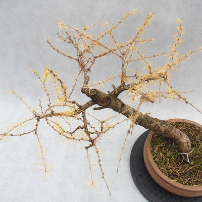 Venkovní bonsai -Modřín opadavý - Larix decidua - 2