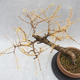 Venkovní bonsai -Modřín opadavý - Larix decidua - 2/6