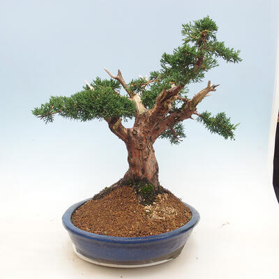 Vonkajšie bonsai - Juniperus chinensis -Jalovec čínsky - 2