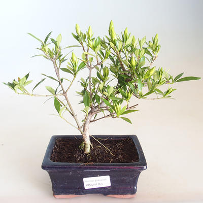 Pokojová bonsai - Gardenia jasminoides-Gardenie PB2201165 - 2