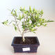 Pokojová bonsai - Gardenia jasminoides-Gardenie PB2201165 - 2/2