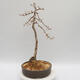 Venkovní bonsai -Larix decidua - Modřín opadavý - 2/4