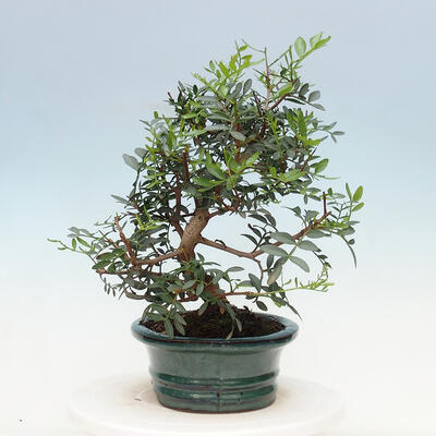 Pokojová bonsai -  Pistácie - 2