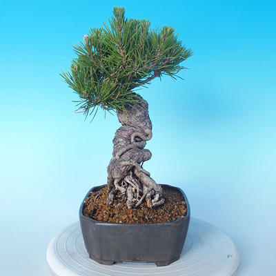 Pinus thunbergii - Borovice thunbergova - 2