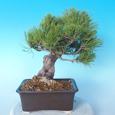 Pinus thunbergii - Borovice thunbergova - 2