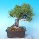 Pinus thunbergii - Borovice thunbergova - 2/5
