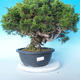 Venkovní bonsai - Juniperus chinensis ITOIGAWA - Jalovec čínský - 2/6