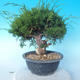Venkovní bonsai - Juniperus chinensis ITOIGAWA - Jalovec čínský - 2/6