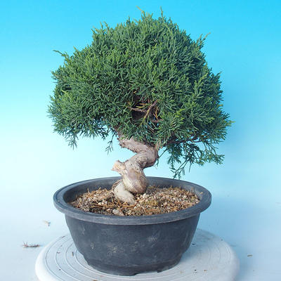 Venkovní bonsai - Juniperus chinensis ITOIGAWA - Jalovec čínský - 2