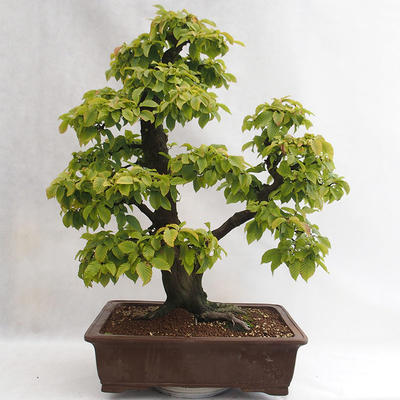 Venkovní bonsai - Habr obecný - Carpinus betulus VB2019-26689 - 2