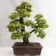 Venkovní bonsai - Habr obecný - Carpinus betulus VB2019-26689 - 2/5
