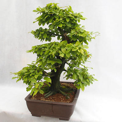 Venkovní bonsai - Habr obecný - Carpinus betulus VB2019-26690 - 2
