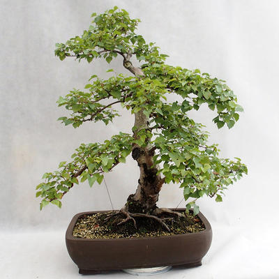 Venkovní bonsai - Betula verrucosa - Bříza bělokorá  VB2019-26695 - 2