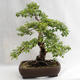 Venkovní bonsai - Betula verrucosa - Bříza bělokorá  VB2019-26695 - 2/5