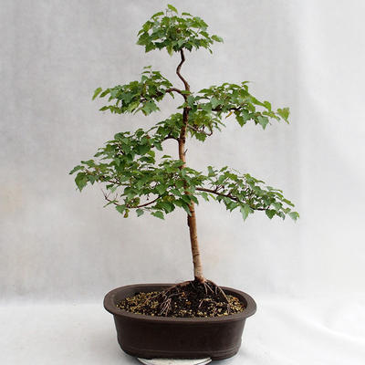 Venkovní bonsai - Betula verrucosa - Bříza bělokorá  VB2019-26696 - 2