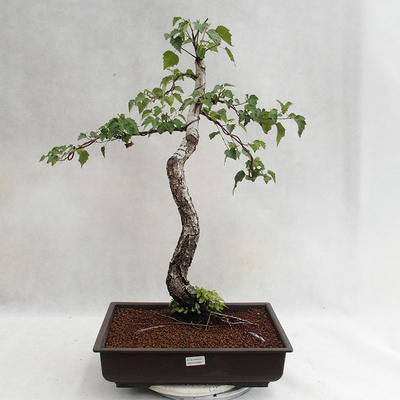Venkovní bonsai - Betula verrucosa - Bříza bělokorá  VB2019-26697 - 2