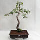 Venkovní bonsai - Betula verrucosa - Bříza bělokorá  VB2019-26697 - 2/5