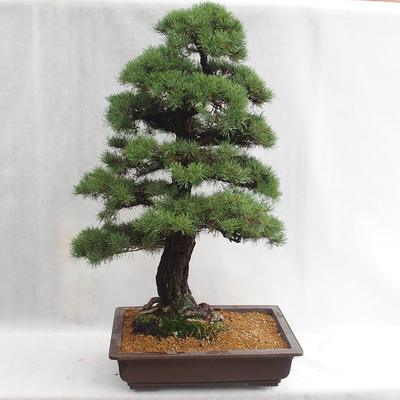 Venkovní bonsai - Pinus sylvestris - Borovice lesní VB2019-26699 - 2