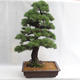 Venkovní bonsai - Pinus sylvestris - Borovice lesní VB2019-26699 - 2/6