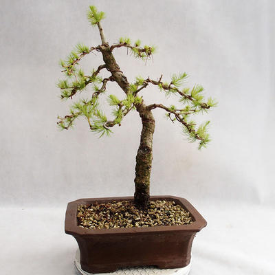 Venkovní bonsai -Larix decidua - Modřín opadavý VB2019-26702 - 2