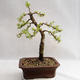 Venkovní bonsai -Larix decidua - Modřín opadavý VB2019-26702 - 2/4