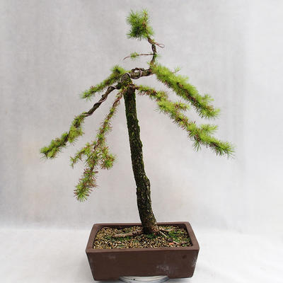 Venkovní bonsai -Larix decidua - Modřín opadavý VB2019-26704 - 2