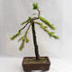 Venkovní bonsai -Larix decidua - Modřín opadavý VB2019-26704 - 2/5