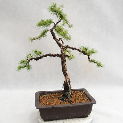 Venkovní bonsai -Larix decidua - Modřín opadavý VB2019-26707 - 2