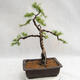 Venkovní bonsai -Larix decidua - Modřín opadavý VB2019-26707 - 2/5