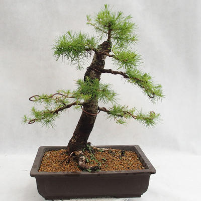 Venkovní bonsai -Larix decidua - Modřín opadavý VB2019-26708 - 2