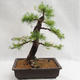 Venkovní bonsai -Larix decidua - Modřín opadavý VB2019-26708 - 2/5