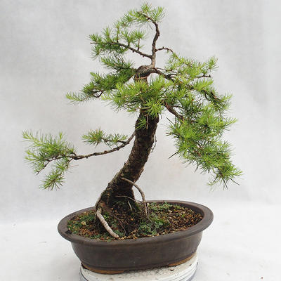 Venkovní bonsai -Larix decidua - Modřín opadavý VB2019-26709 - 2