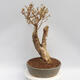 Vonkajší bonsai - Zlatice - Forsythia intermedia Week End - 2/4
