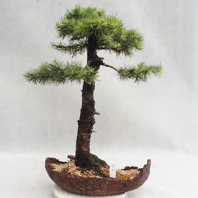 Venkovní bonsai -Larix decidua - Modřín opadavý VB2019-26710 - 2
