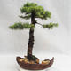 Venkovní bonsai -Larix decidua - Modřín opadavý VB2019-26710 - 2/5