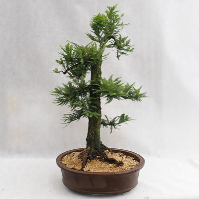 Venkovní bonsai - Metasequoia glyptostroboides - Metasekvoje čínská malolistá  VB2019-26711 - 2