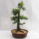 Venkovní bonsai - Metasequoia glyptostroboides - Metasekvoje čínská malolistá  VB2019-26711 - 2/6