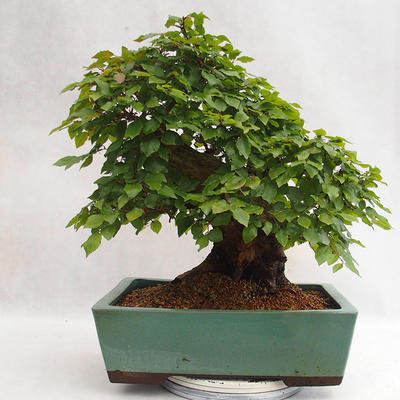 Venkovní bonsai - Habr korejsky - Carpinus carpinoides VB2019-26715 - 2