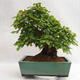 Venkovní bonsai - Habr korejsky - Carpinus carpinoides VB2019-26715 - 2/5