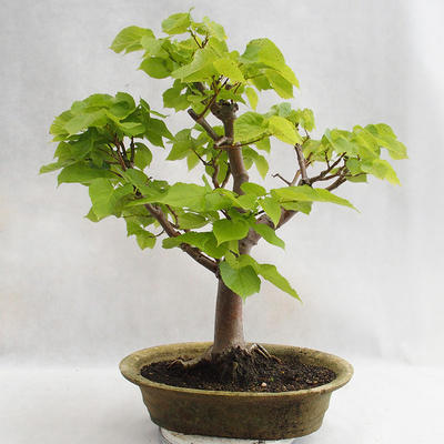 Venkovní bonsai - Lípa srdčitá - Tilia cordata 404-VB2019-26717 - 2