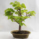 Venkovní bonsai - Lípa srdčitá - Tilia cordata 404-VB2019-26717 - 2/5